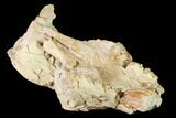 Rare, Fossil Bear Dog (Daphoenus) Skull Section - South Dakota #143966-5
